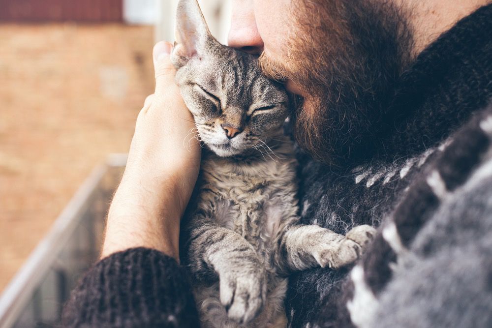 猫咪与主人的深情奇缘，一段奇妙的缘分之旅