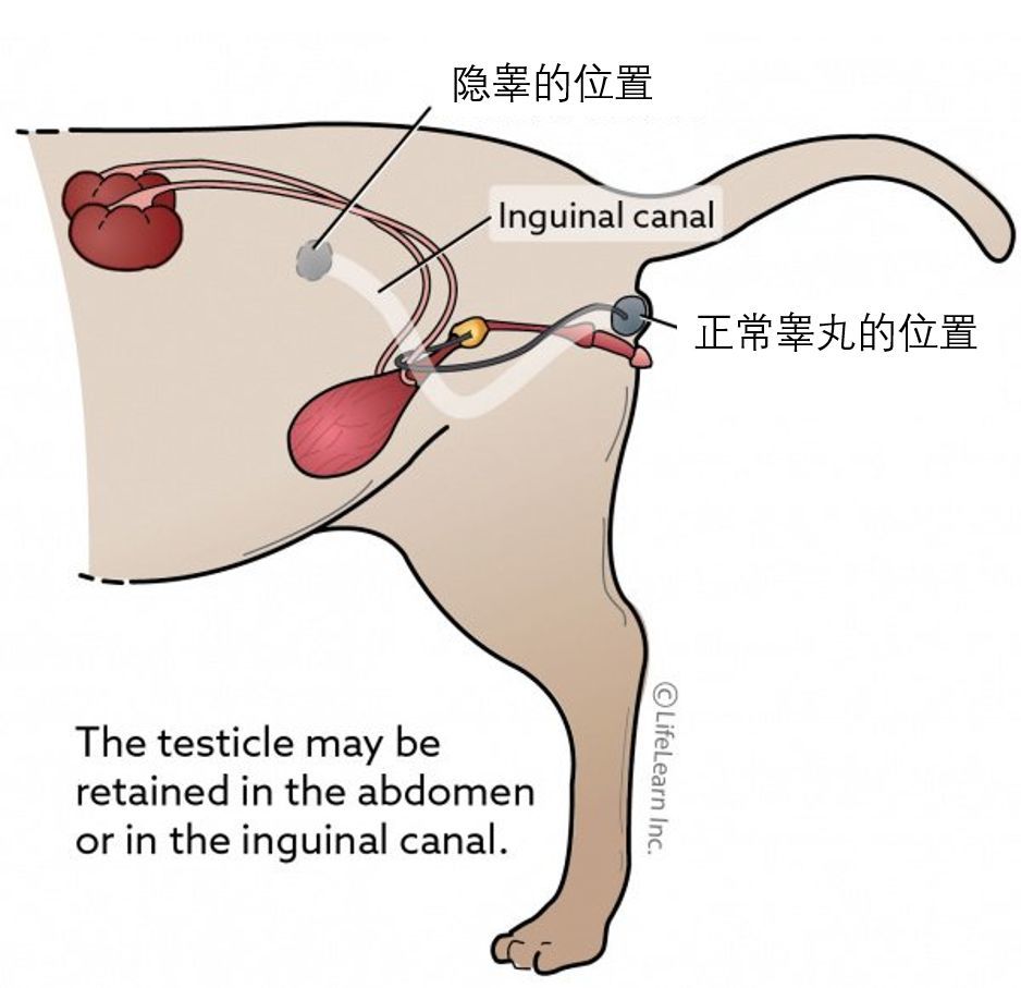 猫咪隐睾危害深度解析