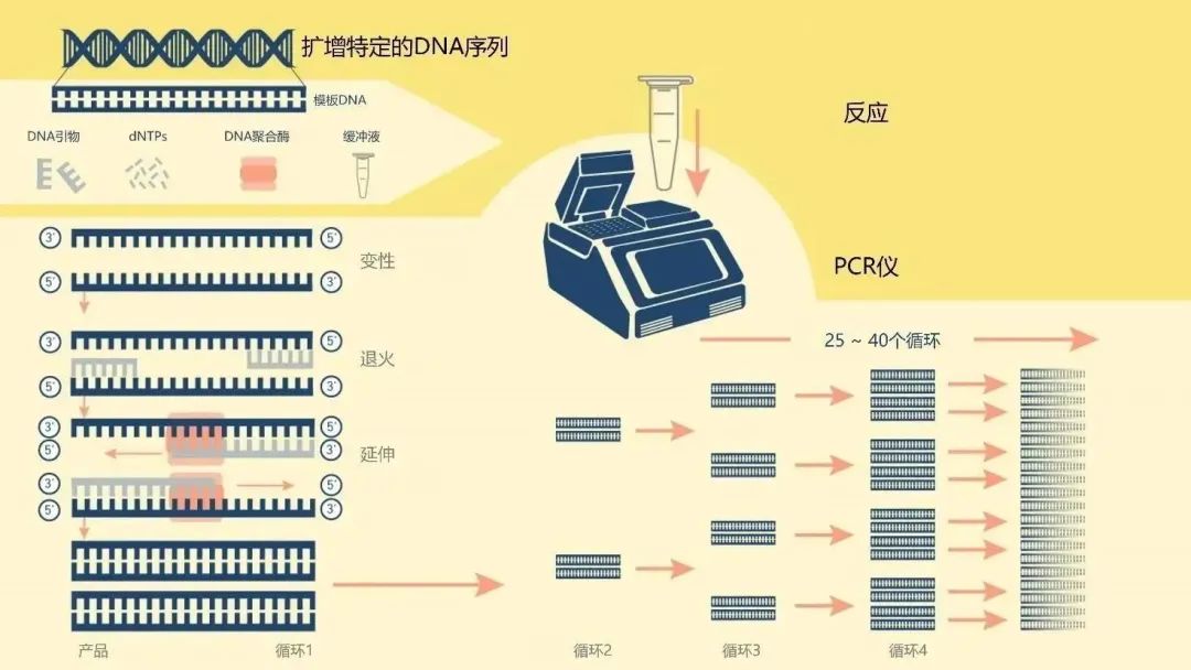 PCR最新技术，引领生物科技新时代的先锋力量