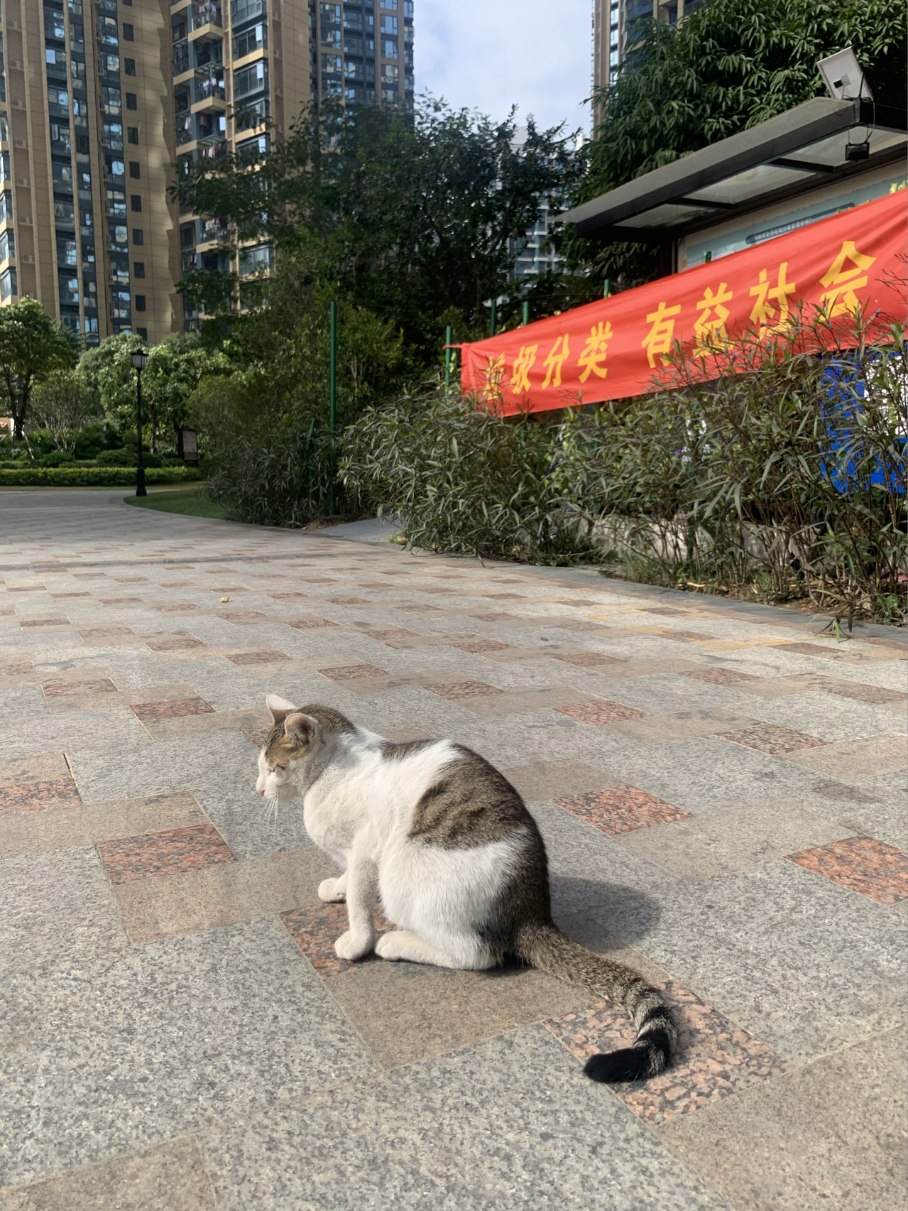 广东深圳猫咪，城市生活的最佳伴侣与温馨伴侣