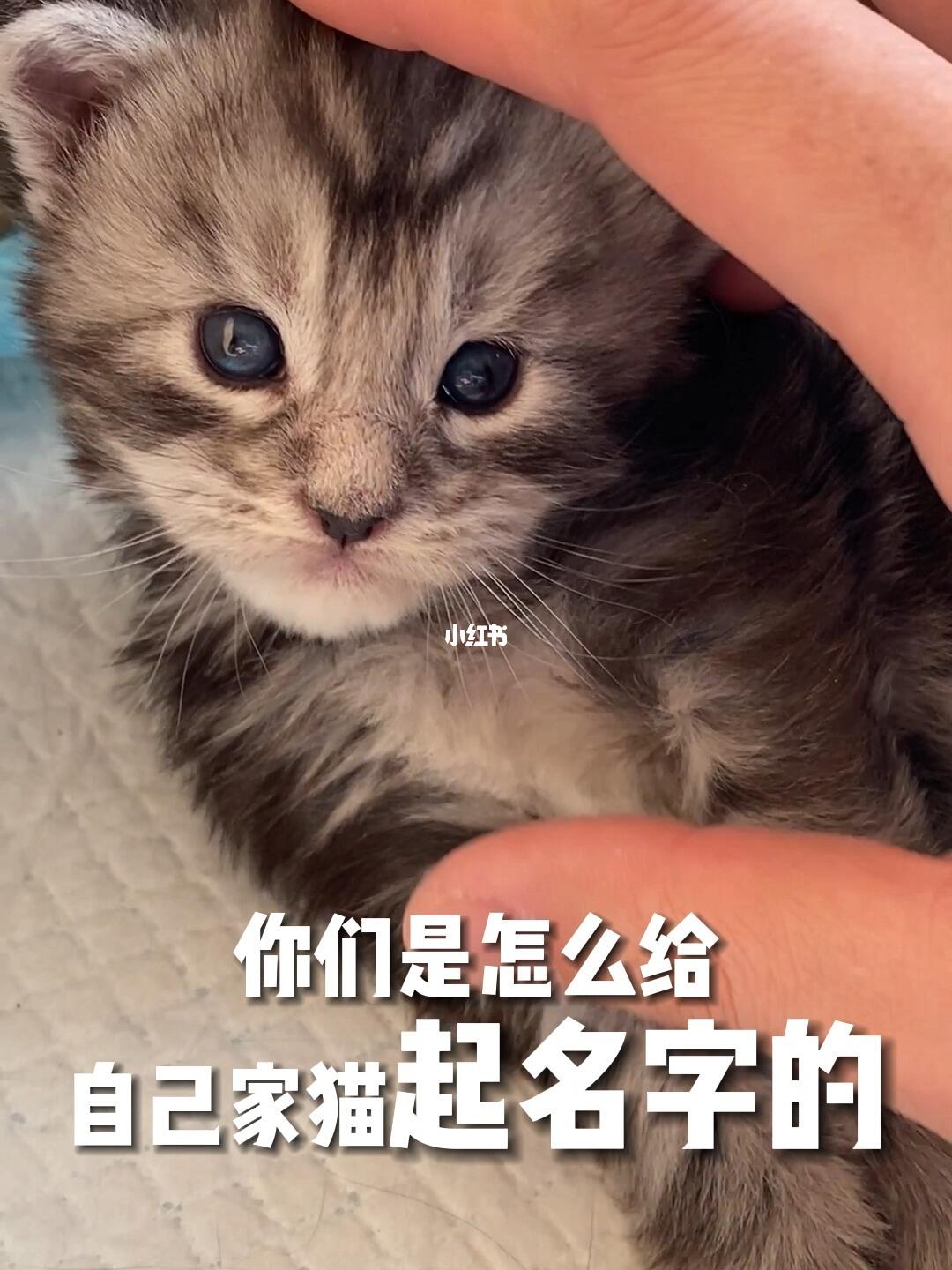 给猫咪的温馨呼唤，爱与陪伴的旅程