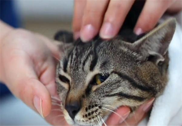 猫咪耳朵清洁与护理指南，正确清洗猫咪耳朵的方法