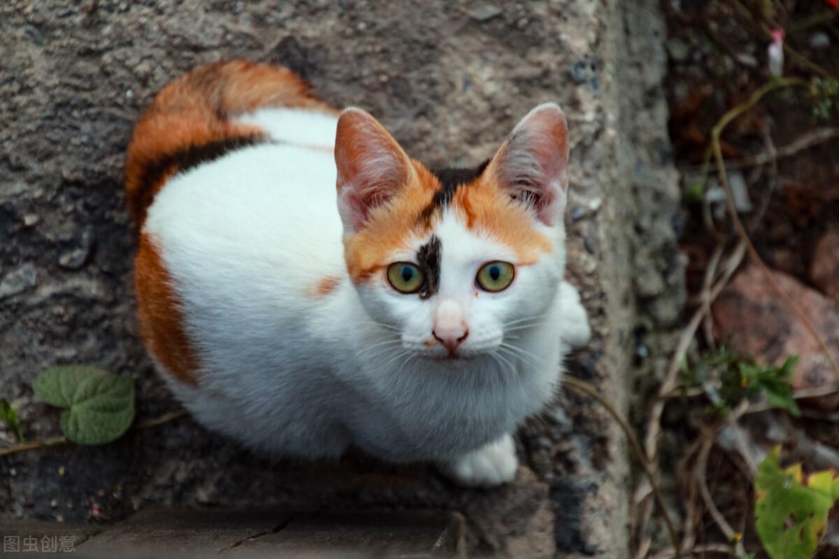 猫咪健康与营养，探究猫咪吐毛与饮食的关系