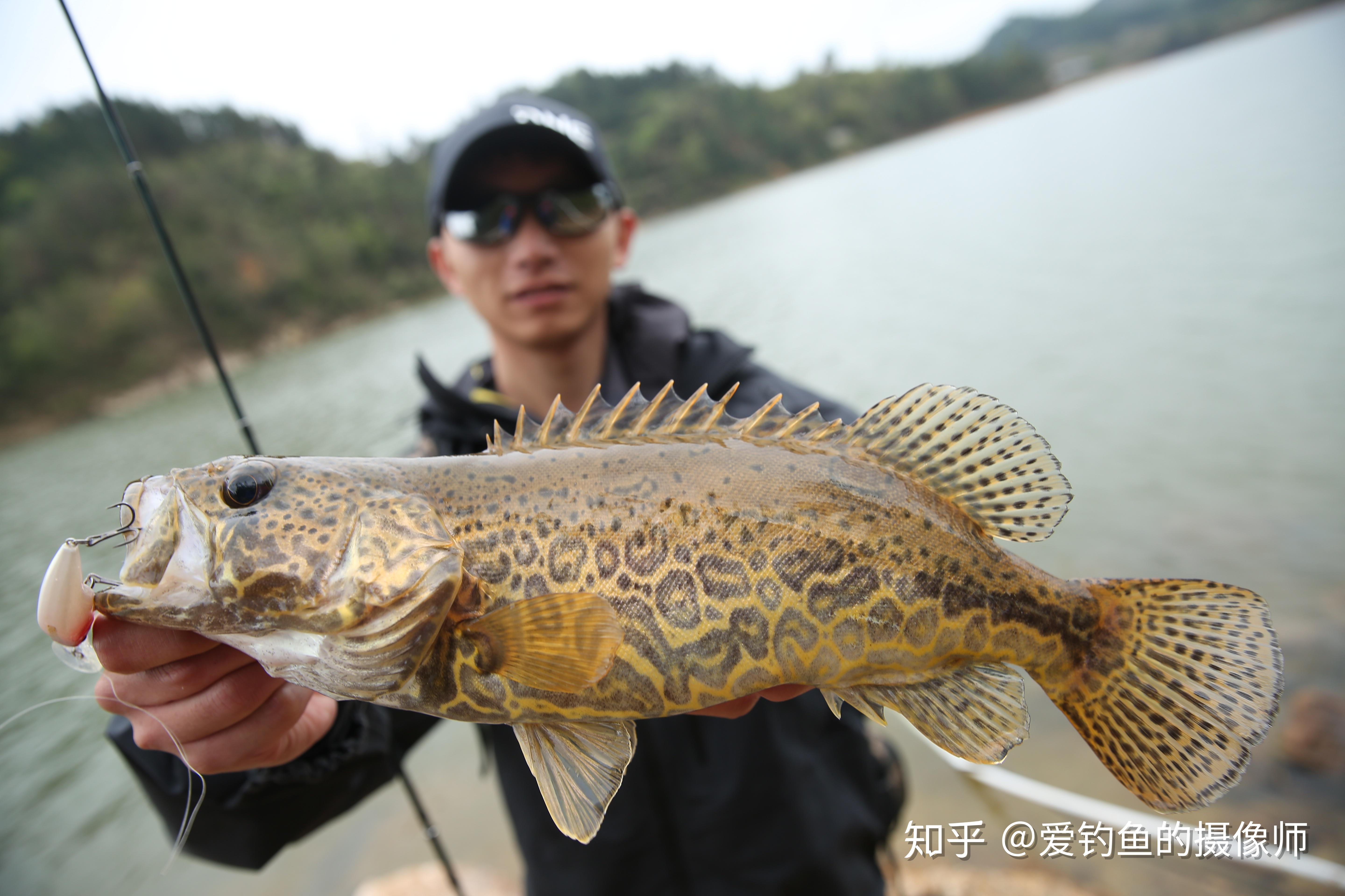 水库路亚鳜鱼技巧探索与实战指南